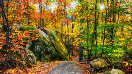 Health Trend: Forest Bathing